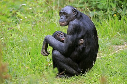 Bonobo, pygmy chimpanzee (Paniscus), adult, female, mother, young, nursing, social behaviour, endangered species, captive