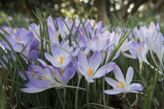 Early Crocus (Crocus tommasinianus), Emsland region, Lower Saxony, Germany