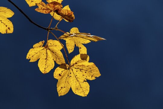 Autumnal Maple branch (Acer) in front of dark background, Ahornboden, Hinterri&szlig;, Austria
