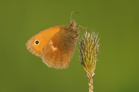 Small Heath (Coenonympha pamphilus)