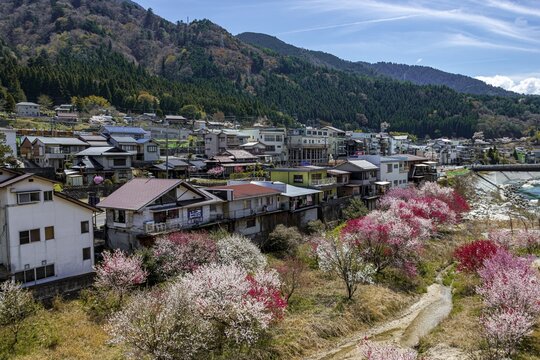 View to Nagiso, flowering cherry trees in spring, Japanese cherry blossom, Kiso Valley, Nagano, Japan