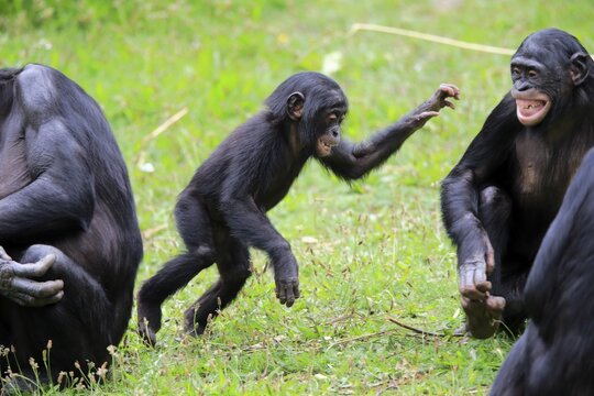 Bonobo, pygmy chimpanzee (Pan Paniscus), juvenile, subadult, semi-adult juvenile, group, social behavior, endangered species, captive