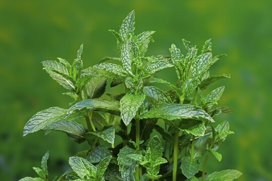 Curled mint (Mentha spicata var. Crispa), leaves, herbs, spices, Germany