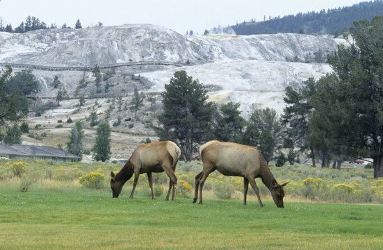 Wapiti (Cervus canadensis), Mammoth Hot Springs, Yellowstone National Park, Wyoming, USA