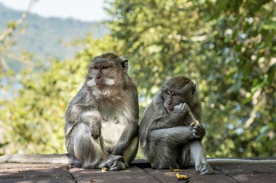 Two Crab-eating macaques (Macaca fascicularis), Bali, Indonesia