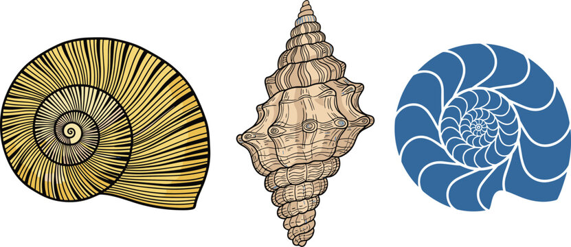 Vector Illustrations of Different Shells: Spiral and Nautilus Designs