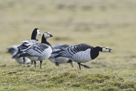 Barnacle Geese, White-fronted Geese (Branta leucopsis), East Frisia, Lower Saxony, Germany