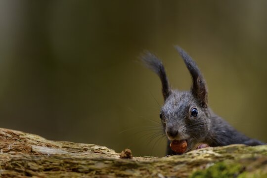 Squirrel (Sciurus) with nut on forest floor, Fischen, Oberallg&auml;u, Bavaria, Germany