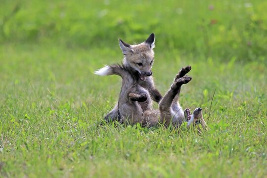 American red foxes (Vulpes vulpes fulvus), young animals playing on a meadow, social behaviour, Pine County, Minnesota, USA
