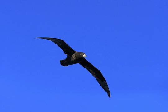 White-chinned Petrel or Cape Hen (Procellaria aequinoctialis), adult, in flight, Cape of Good Hope, South Africa