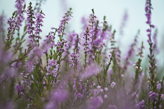 Common Heather (Calluna vulgaris), Emsland, Lower Saxony, Germany