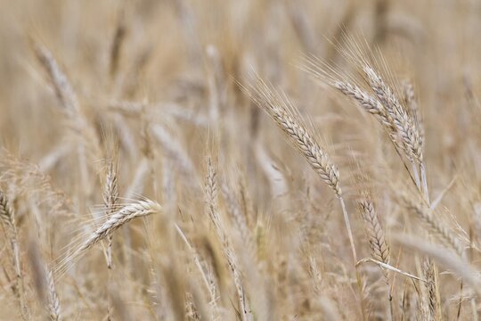 Cereals, ears of Triticale cereals (x Triticosecale), Emsland, Lower Saxony, Germany