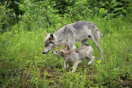 Gray wolves (Canis lupus), adult with young animal in a meadow, social behaviour, Pine County, Minnesota, USA