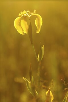 Yellow Iris or Yellow Flag (Iris pseudacorus) with backlighting