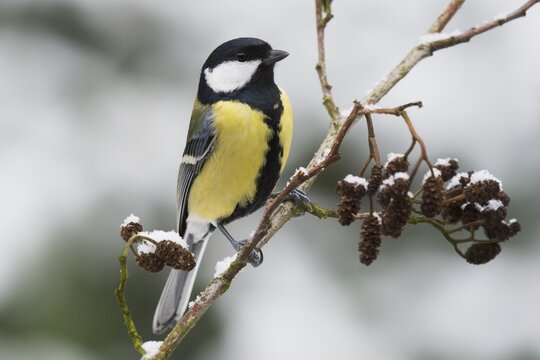 Great Tit (Parus major), Emsland, Lower Saxony, Germany