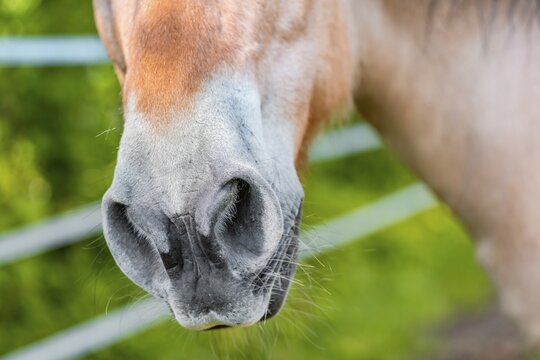 Nostrils of a light brown horse, Upper Bavaria, Bavaria, Germany