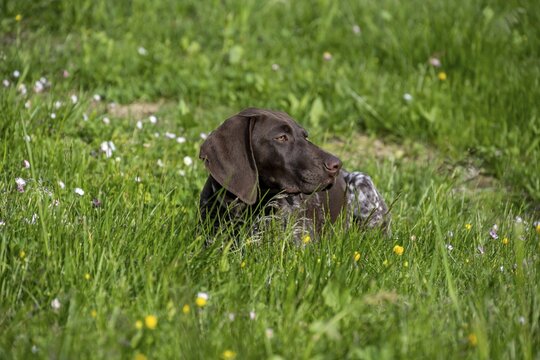 French pointer, Braque fran&ccedil;ais, dog lies in meadow, Austria
