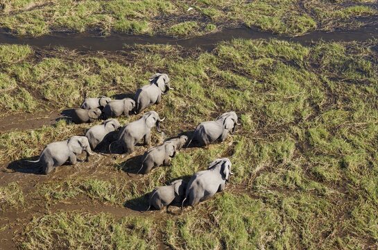 African Elephants (Loxodonta africana), breeding herd, roaming in a freshwater marsh, aerial view, Okavango Delta, Botswana