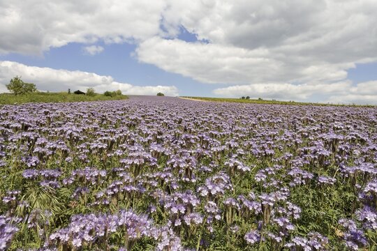 Field of Lacy Phacelias (Phacelia tanacetifolia), Mt. Pollitzerberg, Weinviertel (wine region), Lower Austria, Austria, Europe
