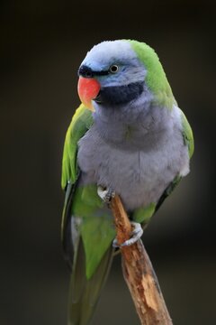Lord Derby's parakeet (Psittacula derbiana), adult, on standby, captive, Southeast Asia