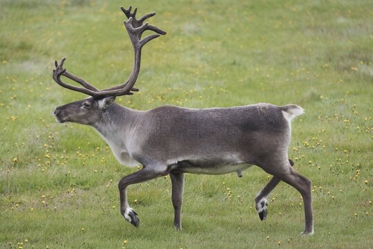 Reindeer (Rangifer tarandus) in a meadow, East fjords, Iceland