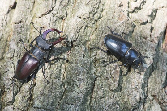 Stag beetles (Lucanus cervus), pair on tree bark, Emsland, Lower Saxony, Germany