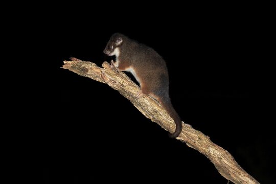 Common ringtail possum (Pseudocheirus viverrinus peregrinus), adult, nocturnal, Wilsons Promontory National Park, Victoria, Australia