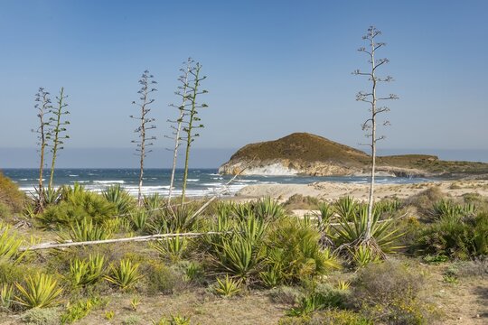 Agaves on the beach by the sea, Playa de Los Genoveses, Cabo de Gata-Nijar National Park, Almer&iacute;a, Spain