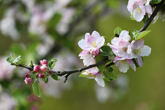 Apple blossom, apple tree (Malus domestica), Switzerland