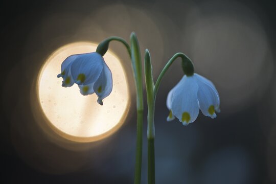 Spring snowflake (Leucojum vernum) with light reflex, Emsland, Lower Saxony, Germany