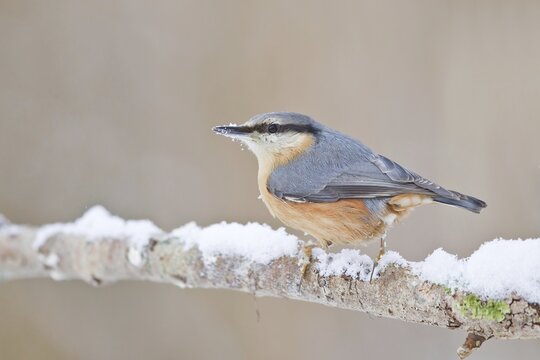 Eurasian nuthatch (Sitta europaea) on branch with snow, Hesse, Germany