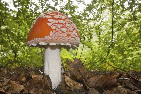 Fly Agaric (Amanita muscaria), North Hesse, Hesse, Germany