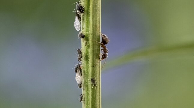 Ant ( Formicidae) milks Aphids ( Aphidoidea) on plant, Bavaria, Germany