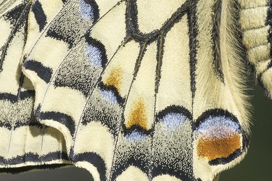 Swallowtail (Papilio machaon), wing, detail, Germany
