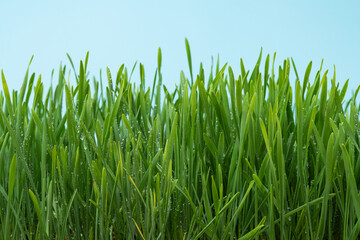 Obraz premium green wheat with water droplets