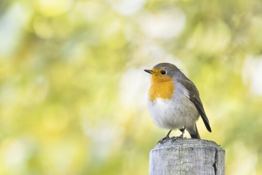 European robin (Erithacus rubecula) standing on wooden posts, Hesse, Germany