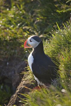 Atlantic Puffin (Fratercula arctica), Latrabjarg, Westfjords, Iceland, Atlantic Ocean