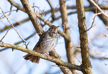 Naklejka premium song thrush on a branch on a spring day