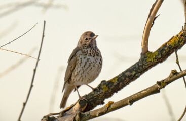 Naklejka premium song thrush on a branch on a spring day