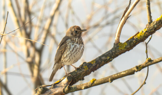  song thrush on a branch on a spring day