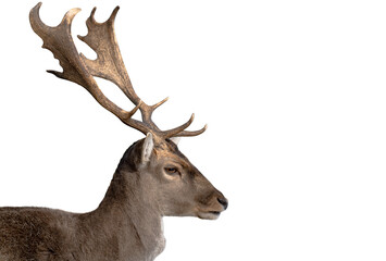 Naklejka premium deer isolated on a white background