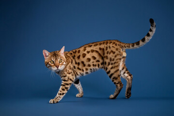 Naklejka premium The Bengal cat walks with head slightly down and gaze ahead. Its strong legs and defined pattern show up clearly against blue backdrop.