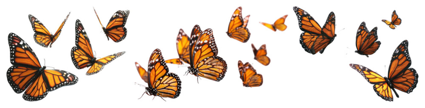 PNG Vibrant monarch butterflies in flight on transparent background