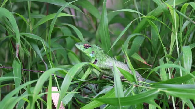 Chameleon, Vibrant Green Lizard Camouflaged in Lush Tall Grass and Foliage, Blending Seamlessly in a Natural Outdoor Environment. Bentota River Safari in Sri Lanka, Asia.