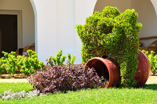 A garden plant arrangement in the form of a vase, jug and bushes.