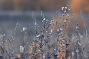 Obraz premium Dry autumn grass in the field, autumn view background, nature