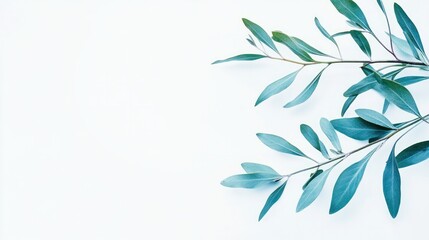 Fototapeta premium Ethereal Olive Branch on Plain: A delicate olive branch with vibrant green leaves gracefully adorns a simple backdrop, invoking tranquility.