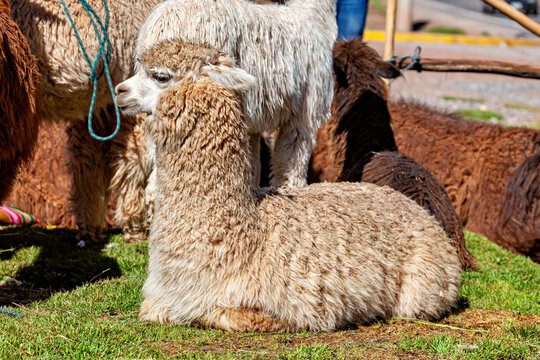 The llama in the Peruvian Andes (Lama glama)