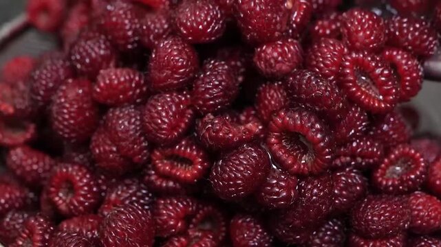 A detailed close-up shot of freshly harvested Japanese wineberries, also known as wine raspberries or Korean raspberries, piled in a metal colander. The footage showcases the berries' deep red color, 