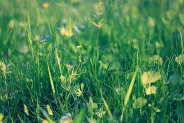 Obraz premium background of fresh green grass, nature in the field
